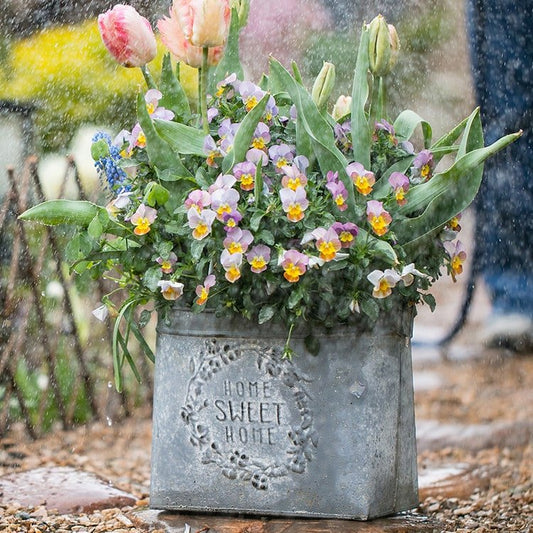 Gray galvanized iron carry flower pot with embossed HOME SWEET HOME and spring blooms on Tampa Home & Garden Store