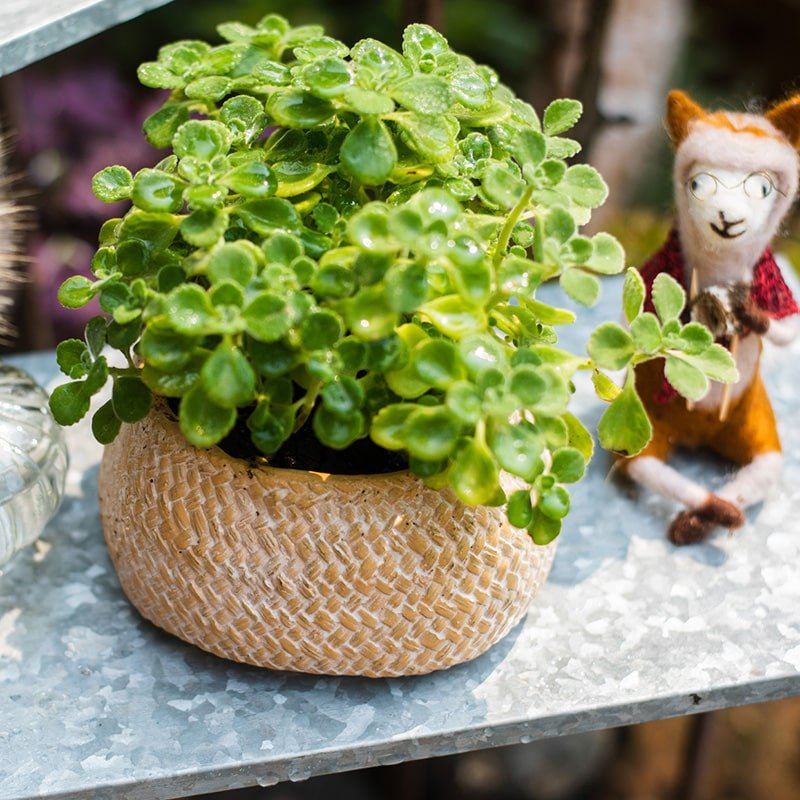 Cement weaving-pattern round planter in beige with green succulent, RusticReach on Tampa Home & Garden Store