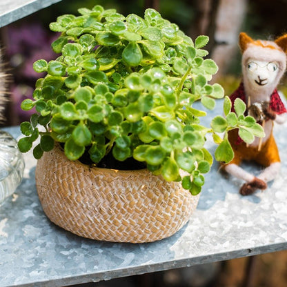 Cement weaving-pattern round planter in beige with green succulent, RusticReach on Tampa Home & Garden Store