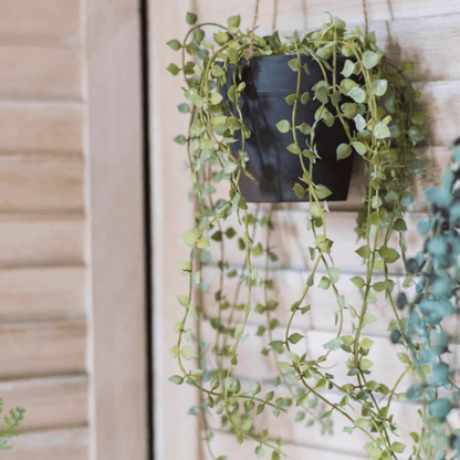 Hanging Faux Ceropegia Vine in Pot by RusticReach, green trailing vines in a black pot on Tampa Home & Garden Store