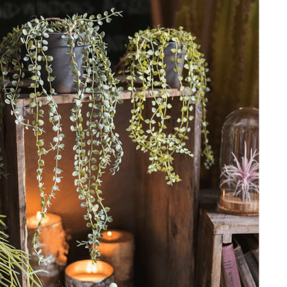 Hanging faux Ceropegia vine in two gray pots by RusticReach, cascading trailing leaves on Tampa Home & Garden Store