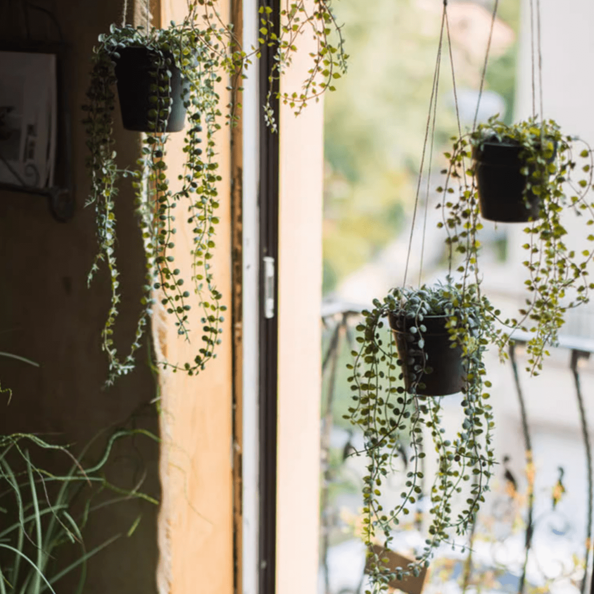 Hanging faux Ceropegia vine in three black pots with cascading green leaves RusticReach on Tampa Home & Garden Store