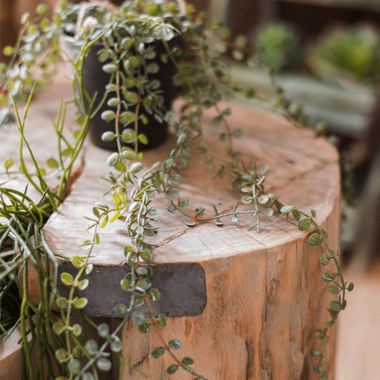 Hanging faux Ceropegia vine in pot with trailing round leaves, RusticReach on Tampa Home & Garden Store