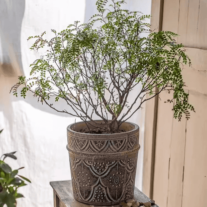 RusticReach Classic Element Art Planter Clay Flowerpot with ceramic pattern in dark brown on Tampa Home & Garden Store
