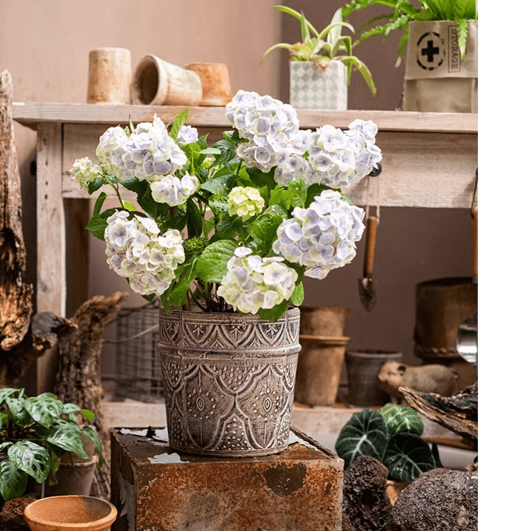 Classic Element Art Planter Clay Flowerpot with gray carved pattern and hydrangeas on Tampa Home & Garden Store