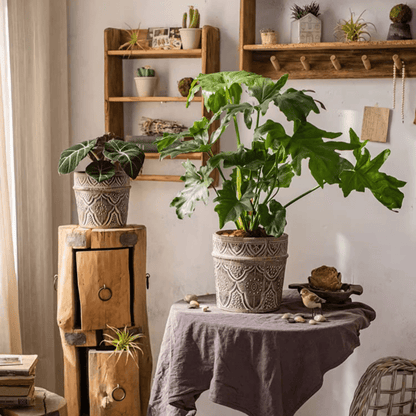 Classic Element Art Planter Clay Flowerpot gray with Monstera; two planters on stand near Tampa on Tampa Home & Garden Store