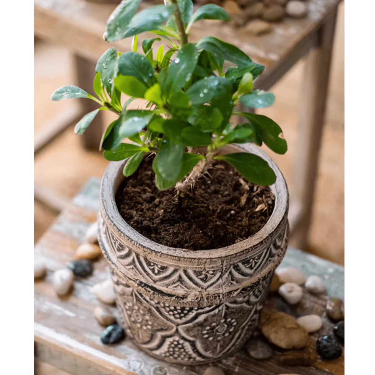 Classic Element Art Planter clay flowerpot with gray carved pattern and green foliage on Tampa Home & Garden Store