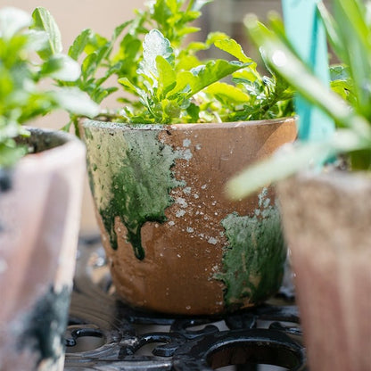 RusticReach Colorful Terracotta Pots (set of 3) with moss patina and leafy greens on Tampa Home & Garden Store