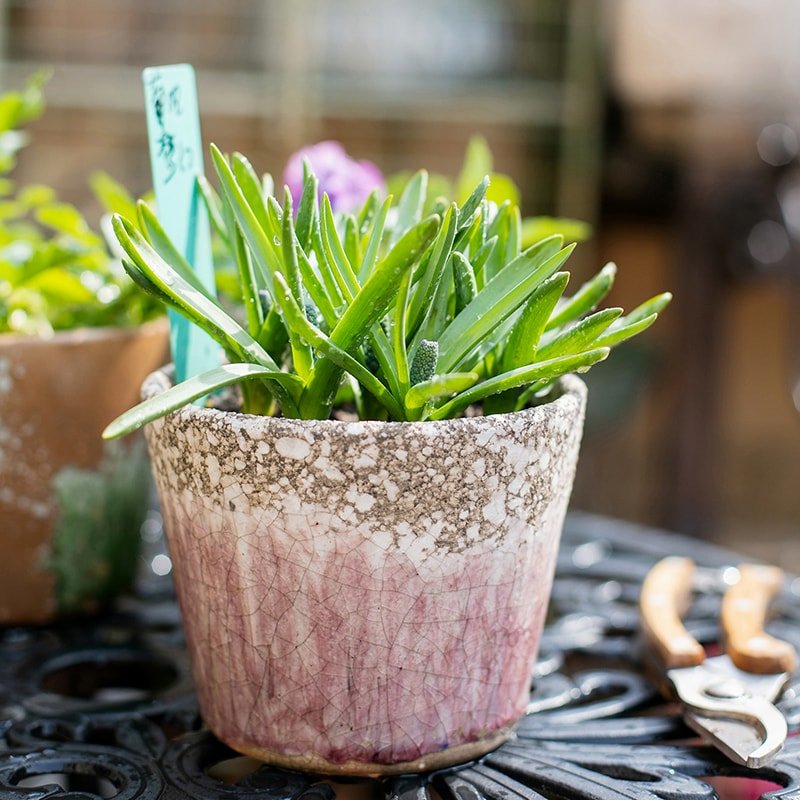 Colorful Terracotta Pot by RusticReach with pink crackle glaze and green succulent on Tampa Home & Garden Store