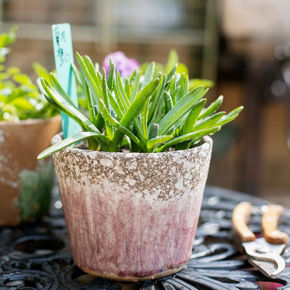 Colorful Terracotta Pot by RusticReach with pink crackle glaze and green succulent on Tampa Home & Garden Store