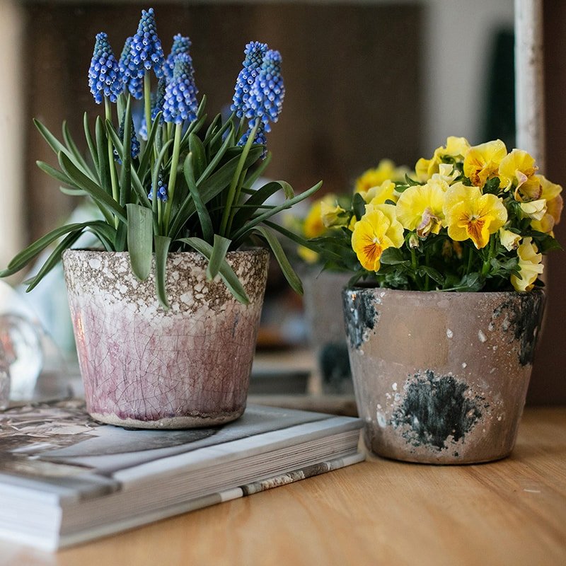 Terracotta pots by RusticReach with blue hyacinths and yellow pansies on Tampa Store on Tampa Home & Garden Store