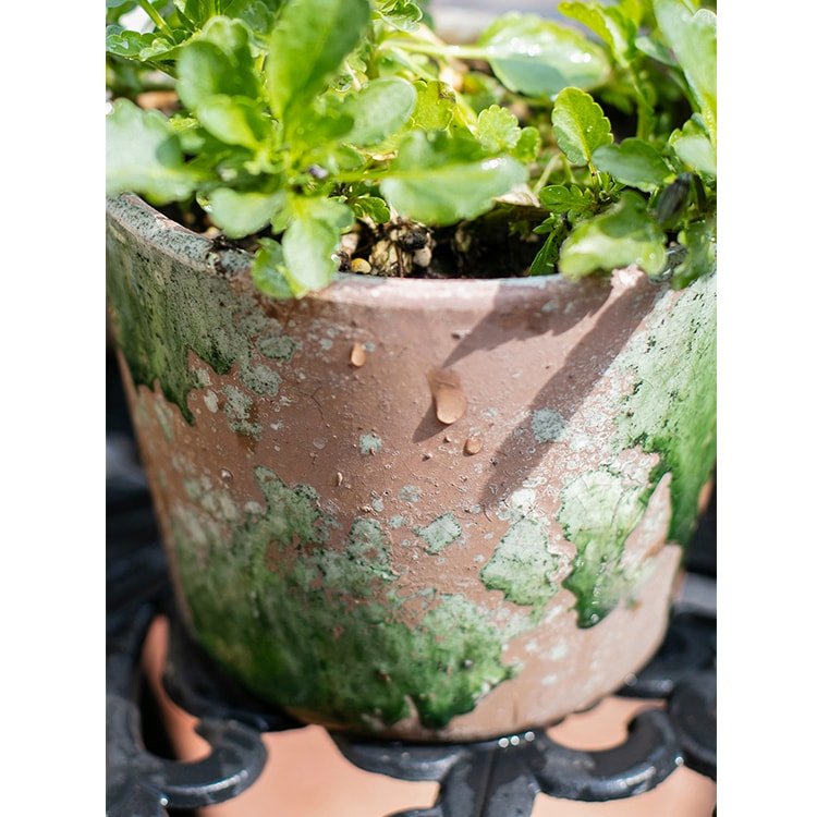 Colorful terracotta pot by RusticReach with green moss patina and leafy plants on Tampa Home & Garden Store