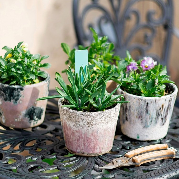 Colorful Terracotta Pot trio crackled glaze with succulents and flowering plants RusticReach on Tampa Home & Garden Store