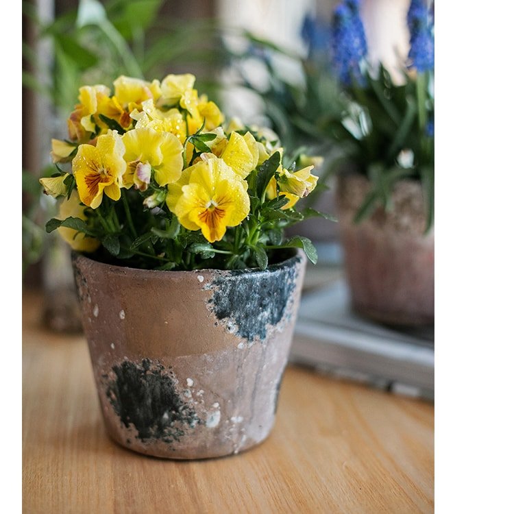 Colorful Terracotta Pot with yellow pansies in a rustic weathered planter on Tampa Home & Garden Store