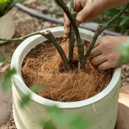 RusticReach Coconut fiber pot padding set of 3 around plant stems in a white pot on Tampa Home & Garden Store