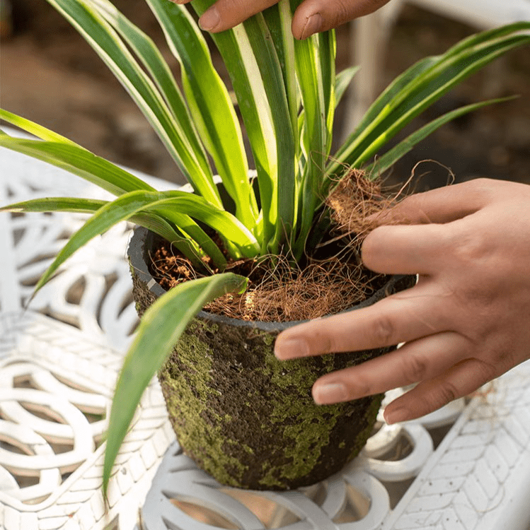 Coconut fiber pot soil surface padding material set of 3 RusticReach moss-covered pot leaves on Tampa Home & Garden Store