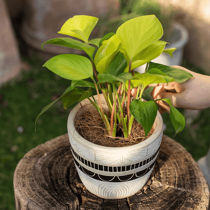 RusticReach coconut fiber pot soil padding set of 3 in ceramic pot with black banding, green plant on Tampa Home & Garden Store