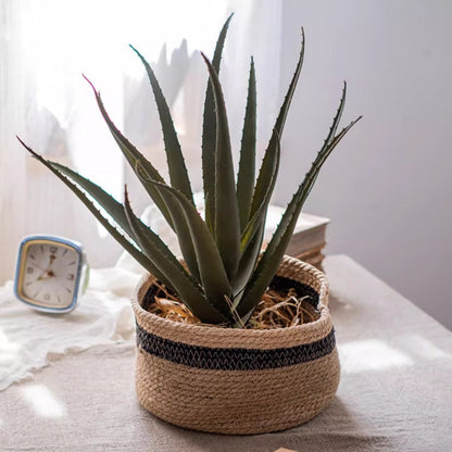 Cotton Blend Woven Storage Basket by RusticReach with natural jute and black band, holds succulent on Tampa Home & Garden Store