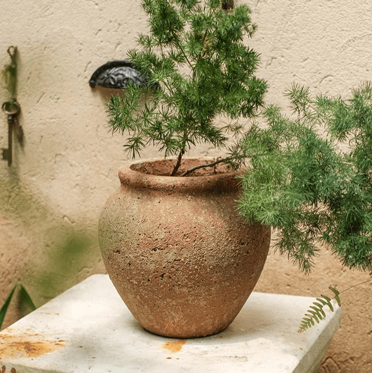 Distressed Cement Plant Pot by RusticReach; round weathered planter with green feathery conifer on Tampa Home & Garden Store