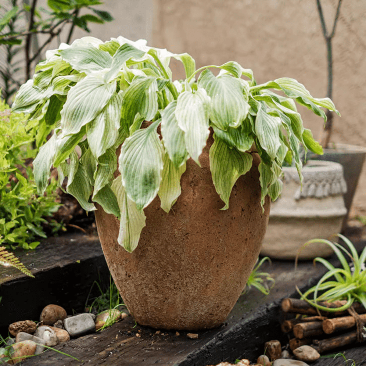 Distressed cement plant pot with variegated hosta leaves by RusticReach on Tampa Home & Garden Store