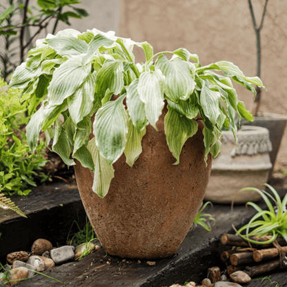 Distressed cement plant pot with variegated hosta leaves by RusticReach on Tampa Home & Garden Store