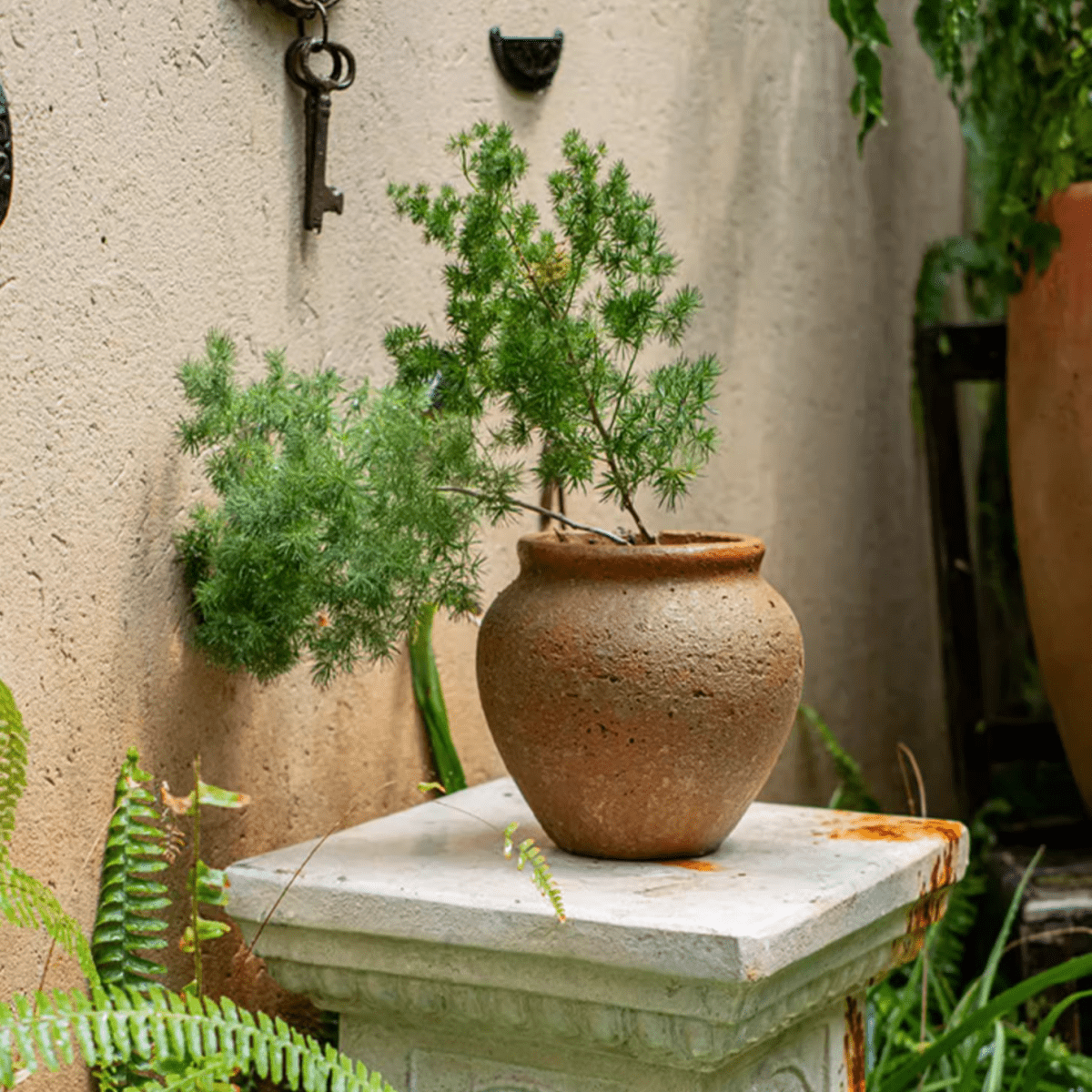 Distressed cement plant pot by RusticReach with feathery green foliage on Tampa Home & Garden Store