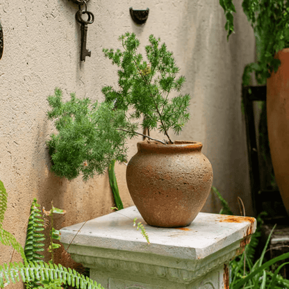 Distressed cement plant pot by RusticReach with feathery green foliage on Tampa Home & Garden Store
