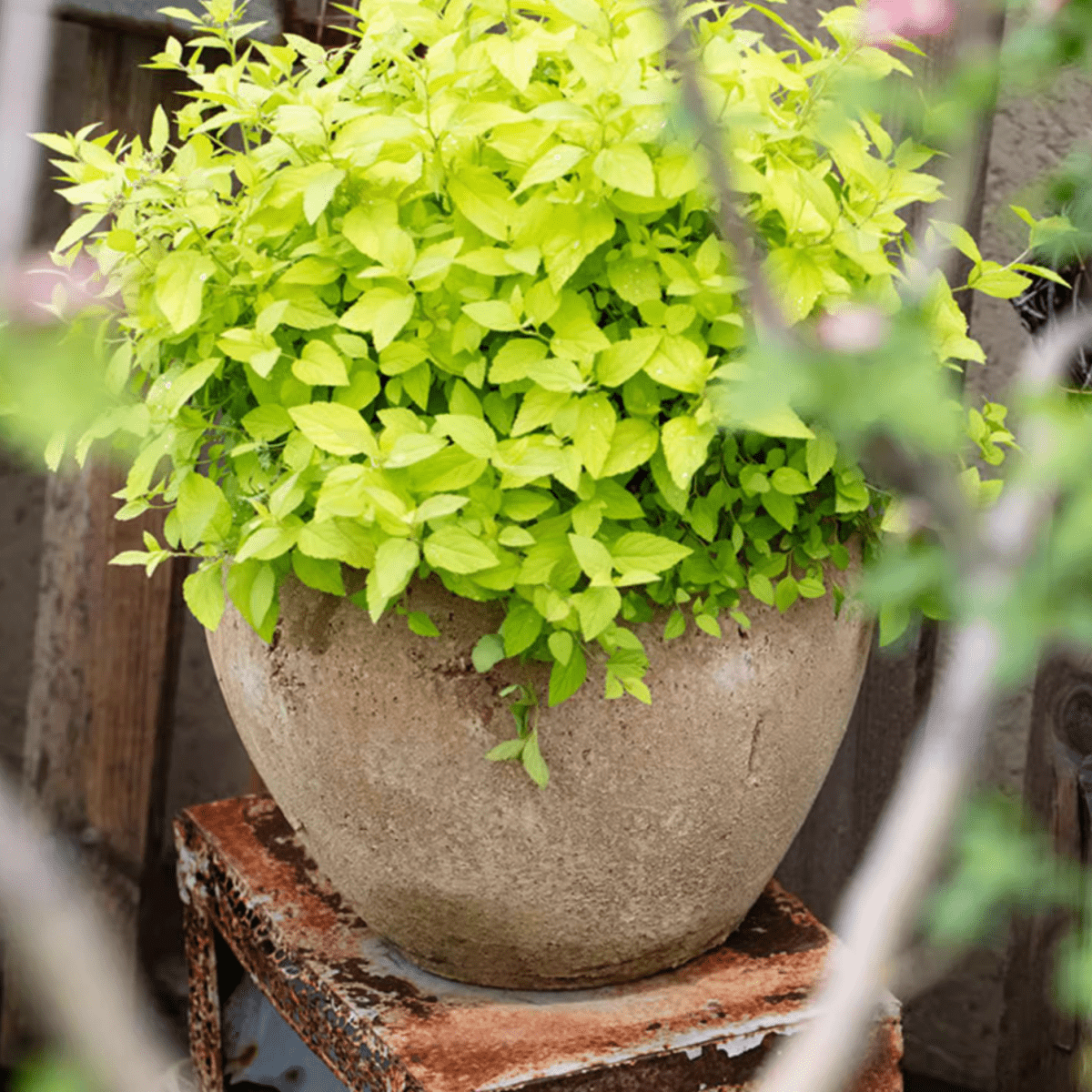 Distressed cement plant pot with lush lime green foliage on a weathered metal stand on Tampa Home & Garden Store