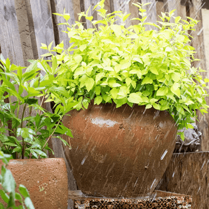 Distressed cement plant pot by RusticReach with lime-green foliage and two pots total on Tampa Home & Garden Store