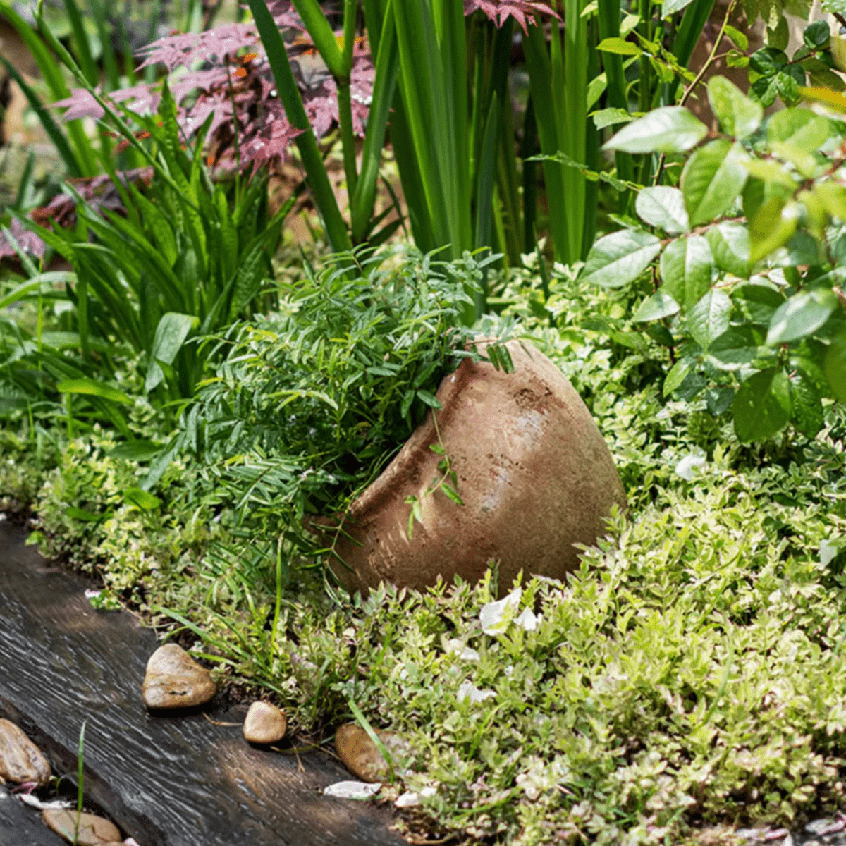 Distressed cement plant pot filled with lush trailing greenery in a brown pot RusticReach on Tampa Home & Garden Store