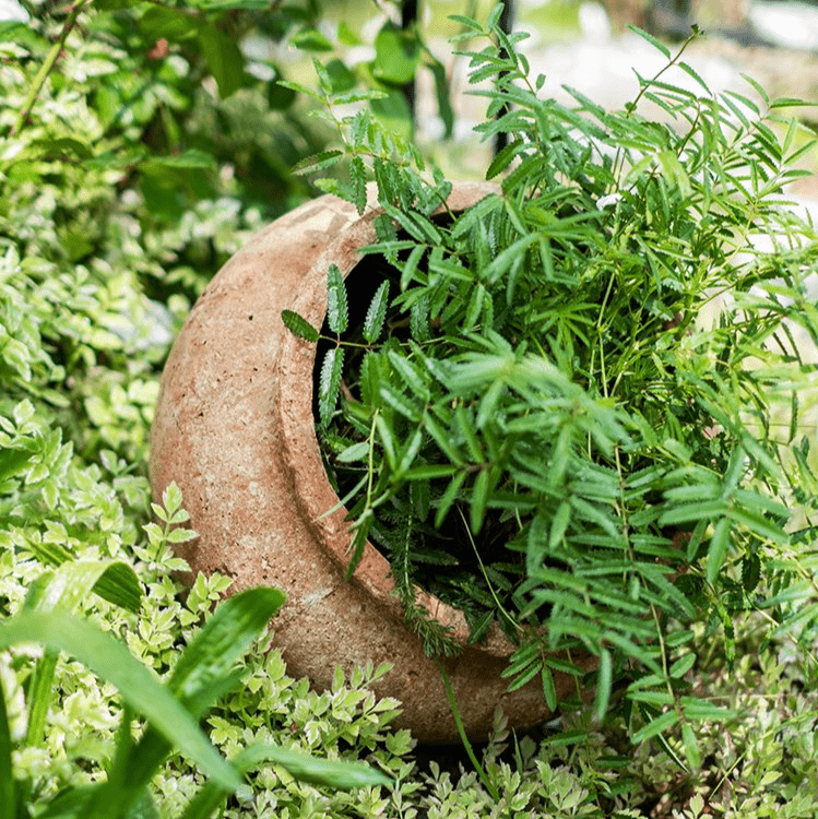 Distressed cement plant pot by RusticReach with a green herb in a round weathered planter on Tampa Home & Garden Store
