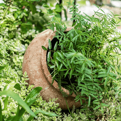 Distressed cement plant pot by RusticReach with a green herb in a round weathered planter on Tampa Home & Garden Store