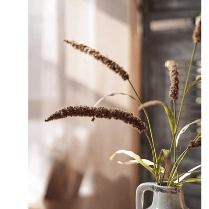 Three-Headed Dogtail Grass Stem 39 inches tall with brown seed heads in a ceramic pitcher on Tampa Home & Garden Store