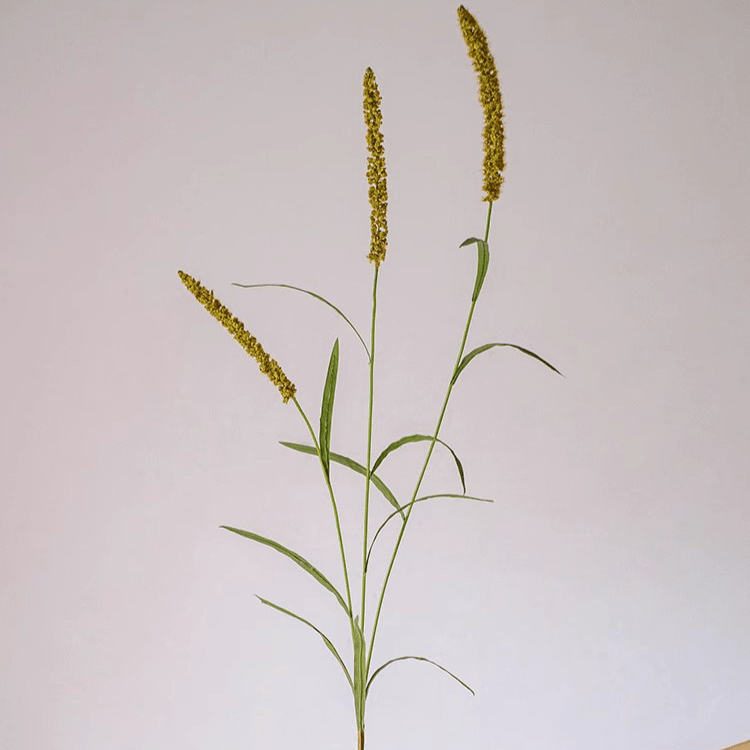 Three-Headed Dogtail Grass Stem 39in tall RusticReach yellow seed heads with green leaves on Tampa Home & Garden Store