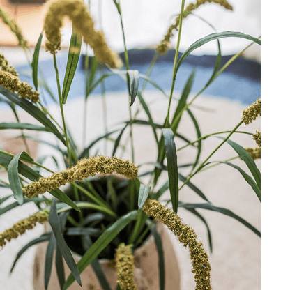 Three-Headed Dogtail Grass Stem 39" tall with leaves and yellow seed heads RusticReach pot on Tampa Home & Garden Store