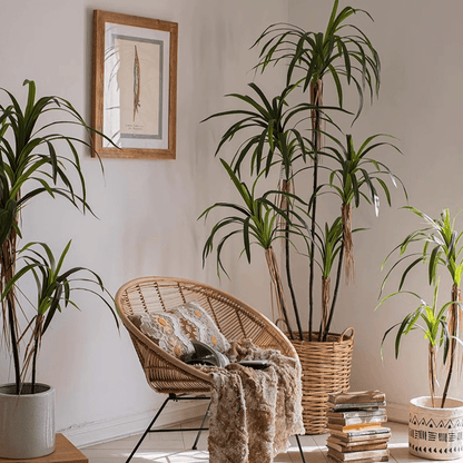 Artificial Dracaena Tree by RusticReach, set of 4 green dracaena plants in wicker baskets on Tampa Home & Garden Store