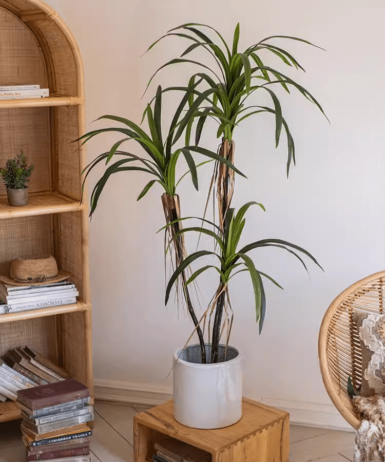 Artificial Dracaena Tree by RusticReach with 3 stems in a white ceramic pot on a wooden stool on Tampa Home & Garden Store
