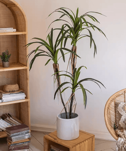 Artificial Dracaena Tree by RusticReach with 3 stems in a white ceramic pot on a wooden stool on Tampa Home & Garden Store