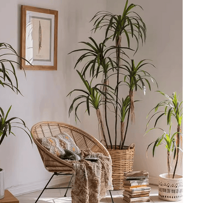 Artificial Dracaena Tree RusticReach in a natural wicker planter with tall green fronds indoors on Tampa Home & Garden Store