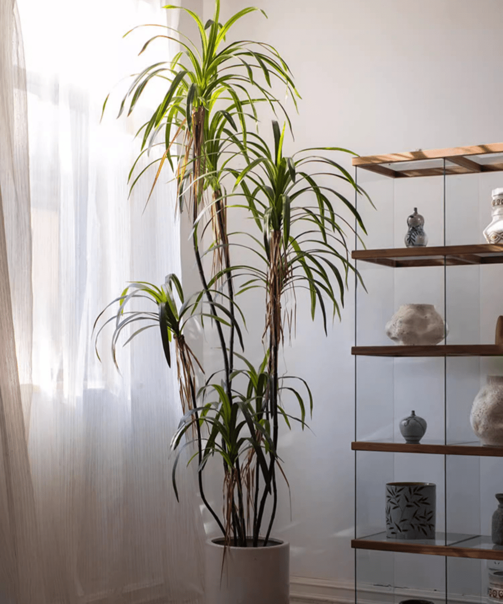 Artificial Dracaena Tree by RusticReach, tall indoor plant with green leaves in a white pot on Tampa Home & Garden Store