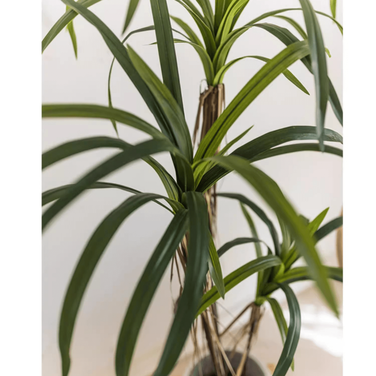 Two artificial Dracaena Trees with green strap leaves and brown cane stems RusticReach on Tampa Home & Garden Store