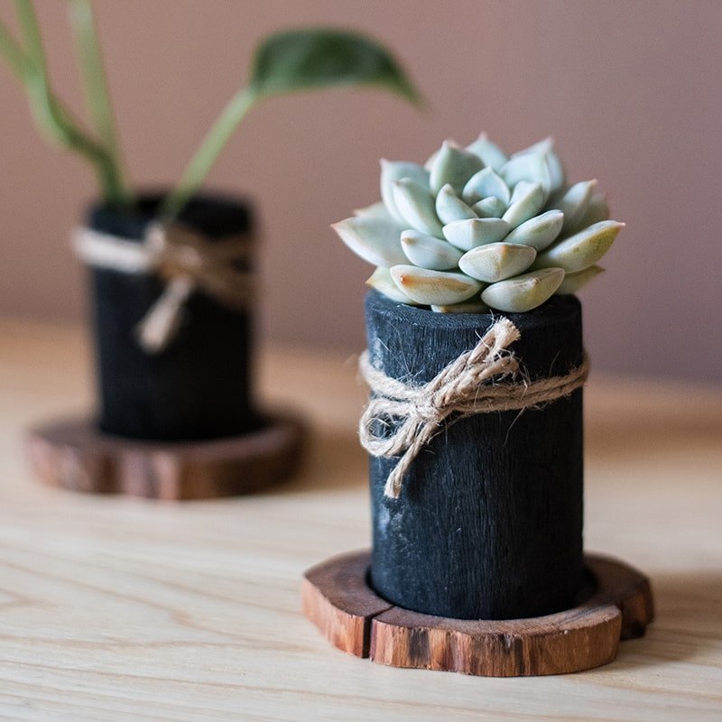 RusticReach desktop charcoal planters with succulents in black wood trays, 2 pcs on Tampa Home & Garden Store