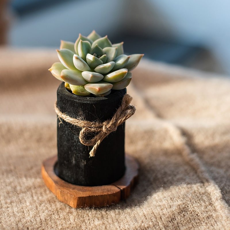 Desktop charcoal planter with wood tray and twine bow, holds a small succulent by RusticReach on Tampa Home & Garden Store
