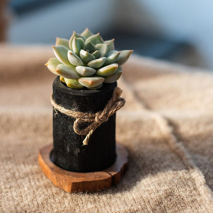 Desktop charcoal planter with wood tray and twine bow, holds a small succulent by RusticReach on Tampa Home & Garden Store