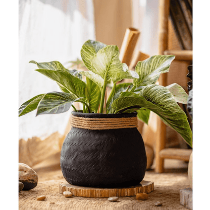 Faux Bamboo Woven Cement Planter by RusticReach, black pot with jute rope and green plant on Tampa Home & Garden Store