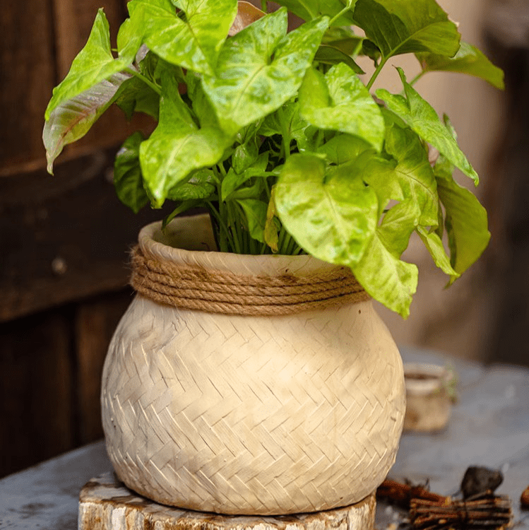 Faux Bamboo Woven Cement Planter with rope-wrapped rim in beige, housing green leafy plant on Tampa Home & Garden Store