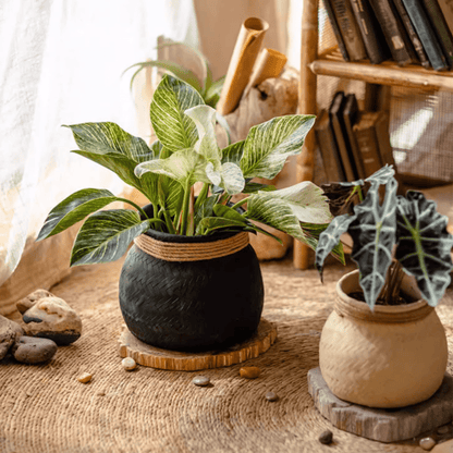 Faux Bamboo Woven Cement Planter set by RusticReach black rope-trim planters with beige pot on Tampa Home & Garden Store