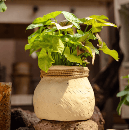 Faux Bamboo Woven Cement Planter with cream finish and natural rope trim RusticReach on Tampa Home & Garden Store