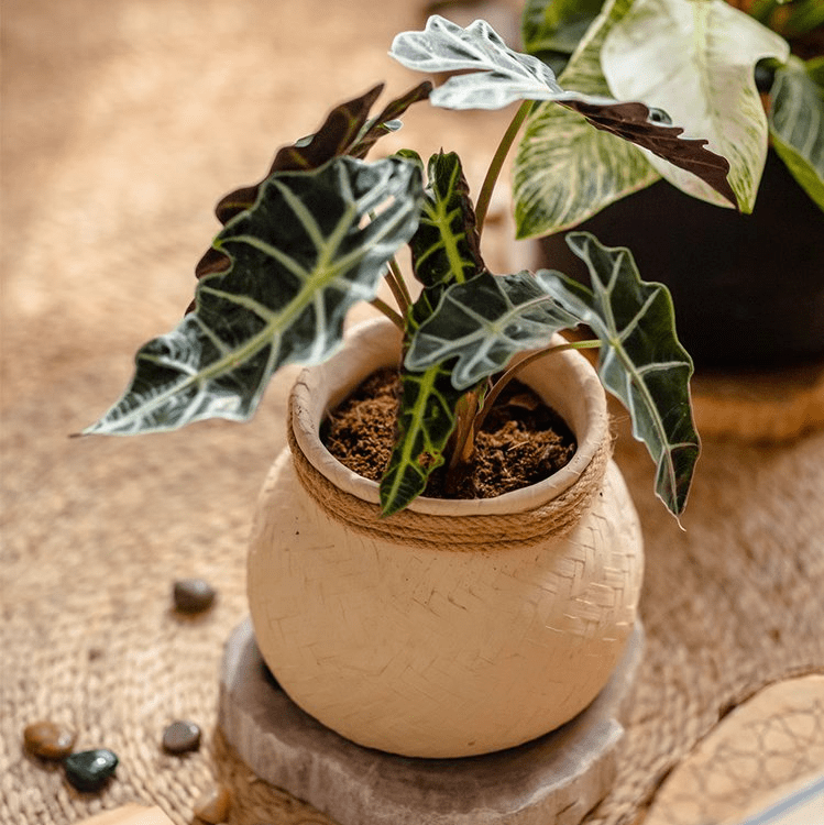 Faux Bamboo Woven Cement Planter in beige cement pot with rope trim RusticReach on Tampa Home & Garden Store