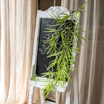 Artificial Ferns Vine Stem 39in long, green RusticReach faux plant draped over chalkboard on Tampa Home & Garden Store